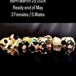 Turquoise collar - Male