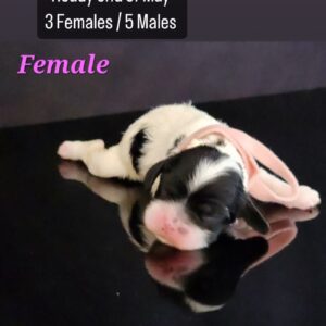 Pink collar - Female