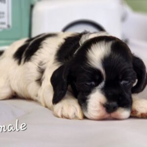 White collar - Female