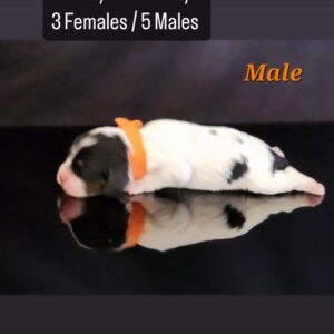 Orange collar - Male