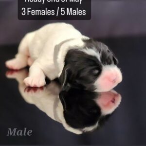 Silver collar - Male