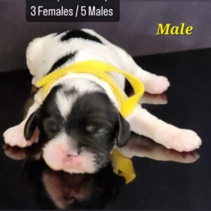 Yellow collar - Male